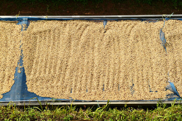 Close up of coffee beans for background                                                               