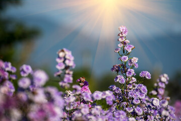 Purple Pastel margaret flower floral soft nature blossom blurred background. Pastel violet romance...