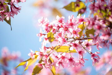 Pink Pastel flower floral soft nature blossom blurred background. Vintage retro romance plum botanical bloom spring season. Blurry Cherry blossom petals plant in beautiful garden. Backdrop template