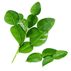 Kaffir Lime Leaf, Kieffer Lime Leaf, Makrut, Magrood, Neroli, Aromatic Leaves, Vector Illustrations, Isolated on White Background