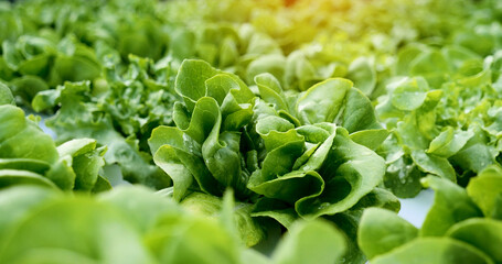 Salad farm vegetable green oak lettuce. Close up fresh organic hydroponic vegetable plantation produce green salad hydroponic cultivate farm. Green oak lettuce salad in green Organic plantation Farm - obrazy, fototapety, plakaty