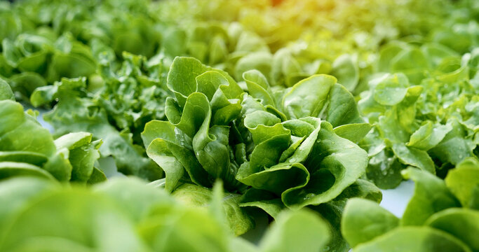 Salad farm vegetable green oak lettuce. Close up fresh organic hydroponic vegetable plantation produce green salad hydroponic cultivate farm. Green oak lettuce salad in green Organic plantation Farm