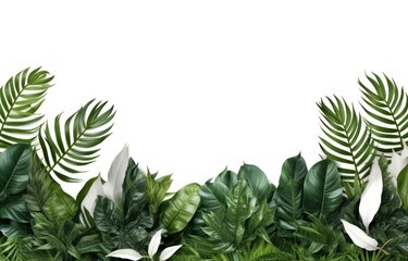 a tropical leaf border is placed on a white background - obrazy, fototapety, plakaty
