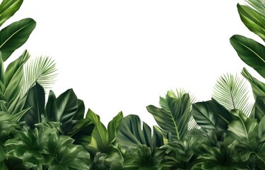 a tropical leaf border is placed on a white background