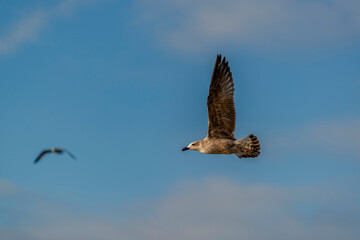 Mouettes en vol