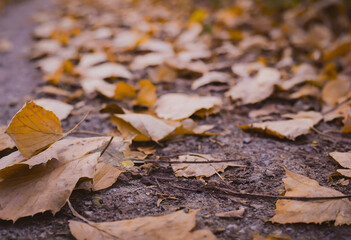 The picture depicts a forest floor covered in a vibrant carpet of fallen autumn leaves. The leaves,...
