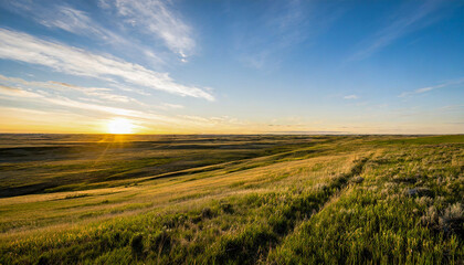 field of wheat