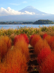 Natural photography in Japan, mount Fuji mountain with snow peak, lake and red plants