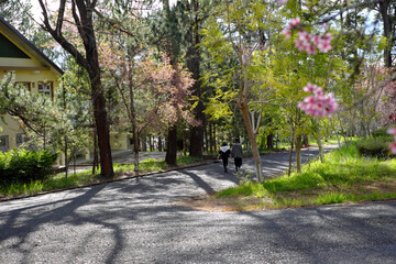 Couple walking together on way in Dalat University park with Mai Anh Dao blossom, healthy lifestyle with sport at morning