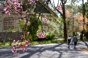 Fototapeta na wymiar Couple walking together on way in Dalat University park with Mai Anh Dao blossom, healthy lifestyle with sport at morning