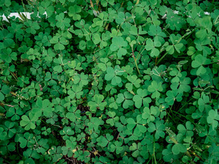 Fototapeta premium clover plants growing wild in the farmer's garden yard 