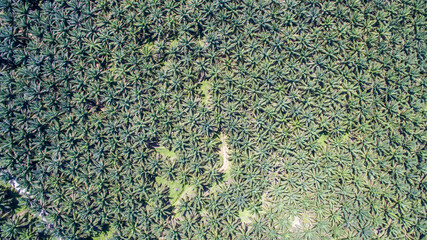 aerial view of palm oil plantation at Gomanting Sabah, Borneo © Yusnizam Yusof