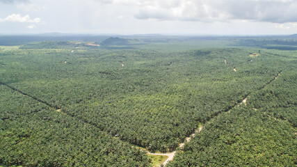 aerial view of palm oil plantation at Gomanting Sabah, Borneo © Yusnizam Yusof