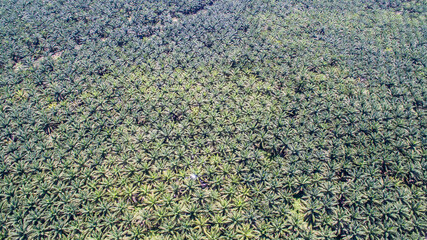 aerial view of palm oil plantation at Gomanting Sabah, Borneo © Yusnizam Yusof