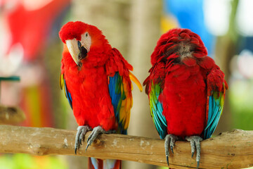 two scarlet macaw (Ara macao), red parrot on wood tree branch