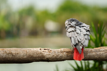 African grey parrot (Psittacus erithacus) on wood tree branch