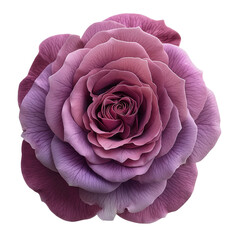 A detailed illustration of a purple rose isolated on a transparent background, ideal for Valentine's Day designs.