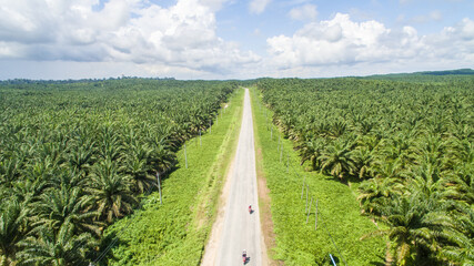 Fototapeta na wymiar aerial view of palm oil plantation at Gomanting Sabah, Borneo
