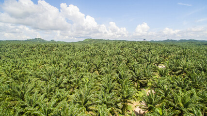 aerial view of palm oil plantation at Gomanting Sabah, Borneo © Yusnizam Yusof