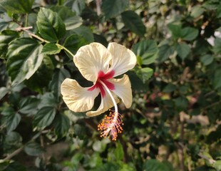 Garden flowering plant - Hibiscus rosa-sinensis, known colloquially as Chinese hibiscus,China rose, Hawaiian hibiscus, rose mallow and shoeblackplant. Family - Malvaceae. Grown as ornamental plant.