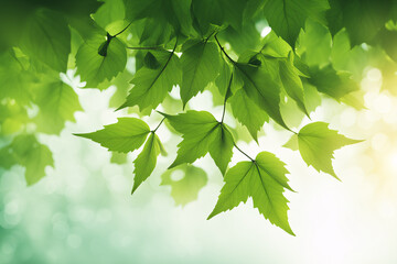 Fototapeta na wymiar Fresh green leaves on blurred nature background 