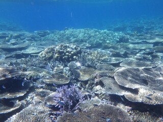 沖縄の海	
