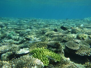 沖縄の海	
