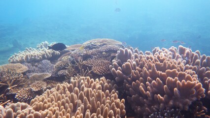 沖縄の海	
