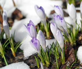 bunch of purple crocuses