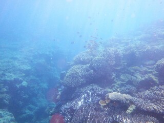 沖縄の海	

