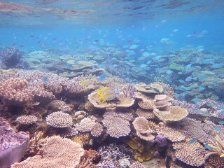 沖縄の海	
