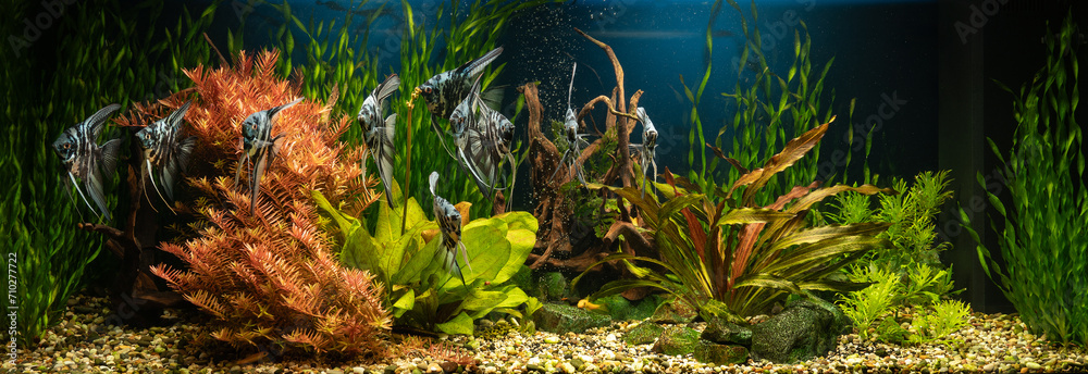 Canvas Prints Domestic aquarium with snags, green stones, tropical fish and water plants. Natural underwater garden. - Canvas Prints