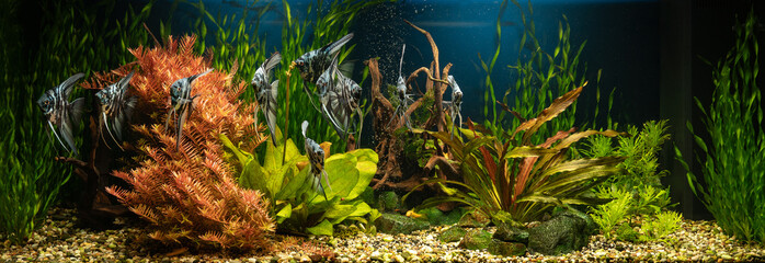 Domestic aquarium with snags, green stones, tropical fish and water plants. Natural underwater...