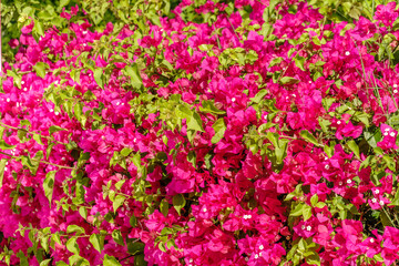 Bougainvillea, Paper flower Bougainvillea hybrida soft focus with blurry background