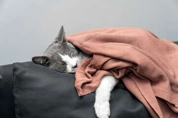 Cute gray white cat under soft color plaid. Pet warms under a blanket in cold winter weather. a gray and white cat sleeping under a blanket. Pets friendly and care concept. domestic cat on sofa