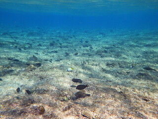 沖縄の海	
