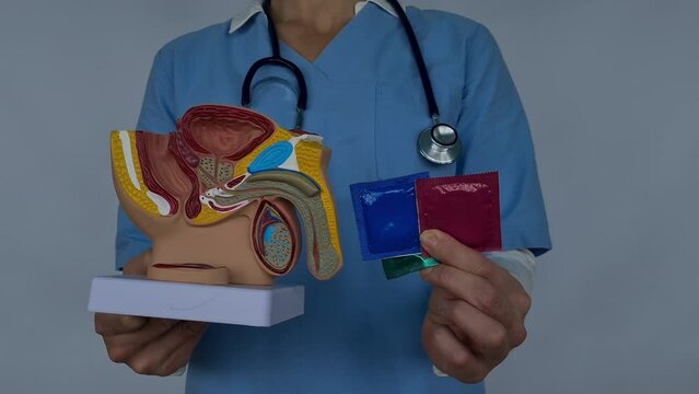 Doctor condom contraception and anatomy of male genital organs and safe sex concept. Man holding contraceptives and penis in hands