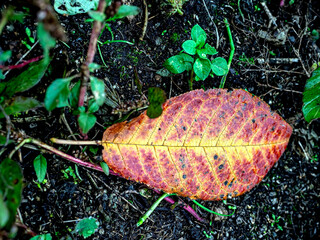 A red and yellow autumn leaf on the ground