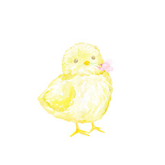 桜をくわえるひよこの水彩イラスト。