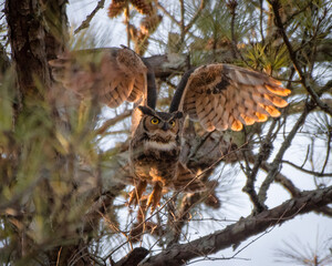 Great Horned Owl