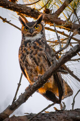 Great Horned Owl