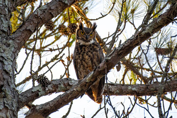 Great Horned Owl