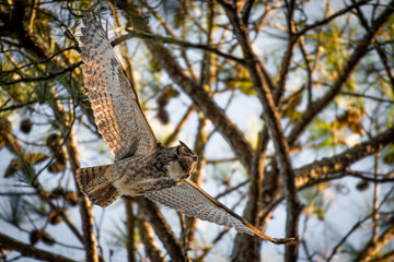 Great Horned Owl