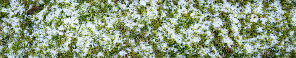 Grass lawn with more moss than grass with a light coating of snow and ice, as a nature background
