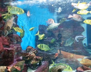 Fish tank at aquarium