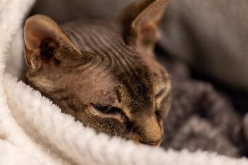 This photograph captures a Sphinx cat, known for its distinctive hairless appearance, nestled comfortably in a fluffy white blanket. The cat's ears are perked, and its eyes carry a look of deep