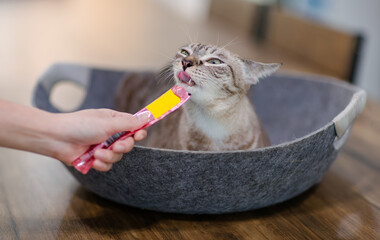 Closeup shot of mature purebreed brown gray tabby striped kitten pet cat with blue eyes laying lying down in bed on wooden table stick tongue out licking feline treat from unrecognizable owner hand - Powered by Adobe