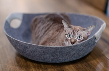 Closeup shot of mature purebreed loafing brown and gray tabby striped kitten feline pet cat with green blue eyes laying lying down hiding in bed on wooden dining table indoor in dining room at home