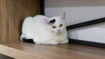 Closeup full body shot mature small domestic white kitten shorthair feline pet cat with black...