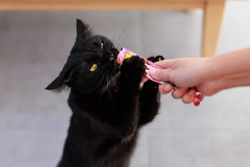 Closeup shot of mature small domestic pure black kitten shorthair pet cat with yellow eyes sitting...